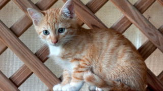 Small orange white kitten sad - kitten free wallpaper
