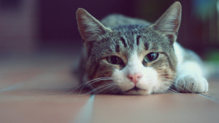 White cat sad look depthoffield - a portrait free wallpaper