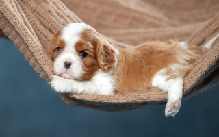 Shiba inu hammock dog cute - a hammock free wallpaper