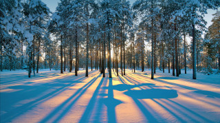 Snowy forest car shadows sunlight - tree and snow free wallpaper