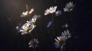 White flower blooming light angel - the petal free wallpaper