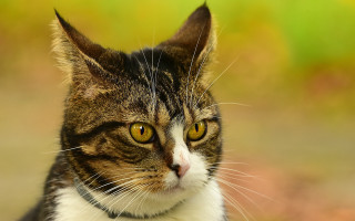 Cat collar yellow eyes gradient - new objectivity free wallpaper