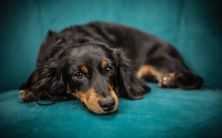 Black brown shiba inu laying - a blue couch free wallpaper