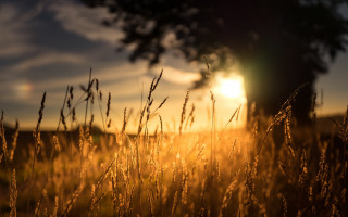 Field sunset tree grass clouds - the background and a tree in the foreground free wallpaper