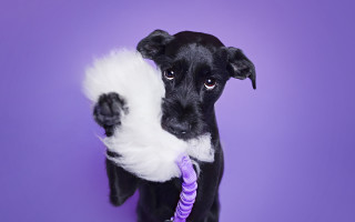 Black dog purple toy ropedog - toy free wallpaper