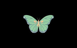 Green yellow butterfly black wing - charles bird king free wallpaper