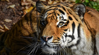 Tiger sad looking camera grass - a tiger free wallpaper