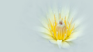 Yellow white flower water drops - petal and petals free wallpaper