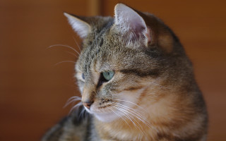 Cat whiskers tiltshift photorealistic blurry - mingei free wallpaper for desktop