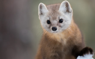 Small animal big nose furry 2 - a big nose free wallpaper