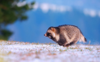 Furry animal snow field blurry - field free wallpaper for desktop