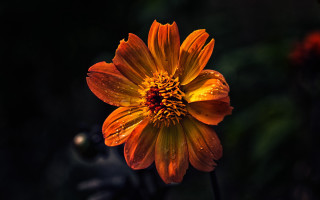 Yellow flower water droplets black - a red center free wallpaper