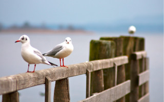 Birds fence water blue sky - calm free wallpaper for desktop