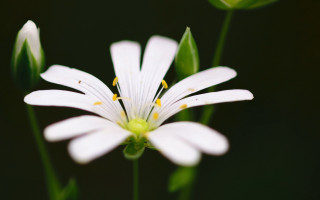 White flower lily butterfly macro - a white flower free wallpaper