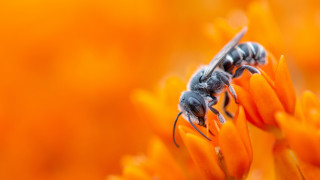 Bees flower sun autumn macro - orange flower free wallpaper for desktop