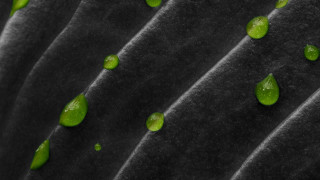 Green leaves black cloth water - subsurface free wallpaper