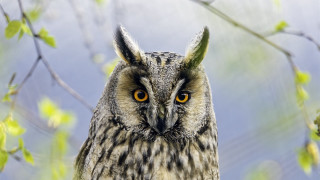 Owl yellow eyes branch leaves - an owl free wallpaper