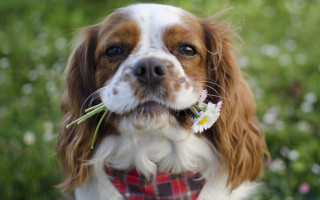 Dog flower grass outdoors bokeh - its mouth free wallpaper for desktop