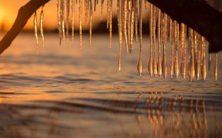 Tree branch icicles water sunset - bruce munro free wallpaper