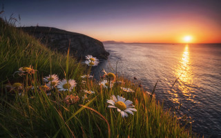 Sunset ocean daisies cliff landscape - daisy free wallpaper