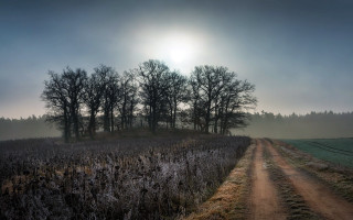 Dirt road foggy sunshine forest - the other side of it free wallpaper