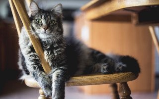 Cat glamor renaissance blurry inset - glamor pose free wallpaper