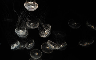Jellyfish bioluminescence night water microscopic - arie smit free wallpaper