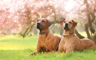Dogs grass trees blossoms falling - two dog free wallpaper