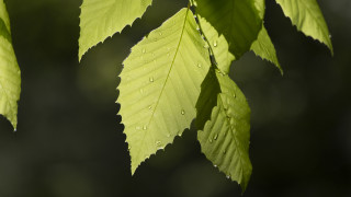 Leaf water drops macro photorealism 5 - leaf and a blurry background free wallpaper