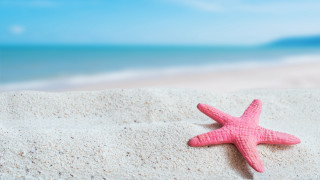 Pink starfish sandy beach ocean - a sandy beach free wallpaper