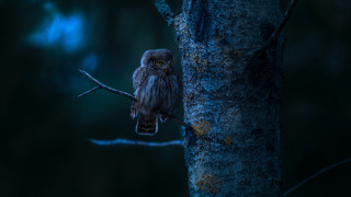 Small owl glowing eyes monster - the dark night time free wallpaper for desktop