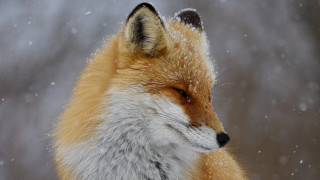 Fox snow aurora constellation night - a fox free wallpaper