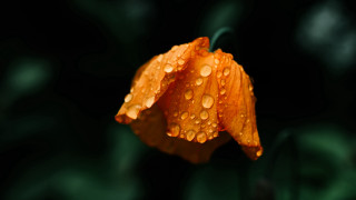 Flower water droplets orange macro 2 - fiona stephenson free wallpaper
