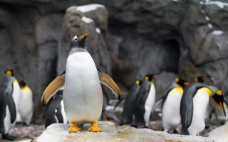 Penguins rock zoo rayonism tiltshift - a rock in a zoo enclosure free wallpaper