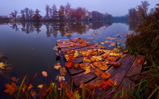 Docked leaves lake fog autumn - artur tarnowski free wallpaper