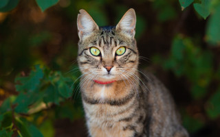 Black cat green eyes red 2 - a bush free wallpaper