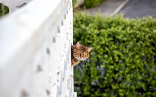 Cat window bush house stuckism - stuckism free wallpaper