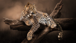 Leopard tree branch dark forest - the dark forest free wallpaper
