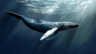 Humpback whale ocean sky clouds - sunlight free wallpaper