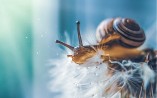 Snail dandelion water droplets ecological - a snail free wallpaper