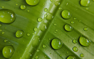 Green leaf water drops macro 17 - leaves surface free wallpaper