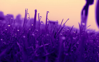 Purple scissors grass water city - a pair of scissors free wallpaper