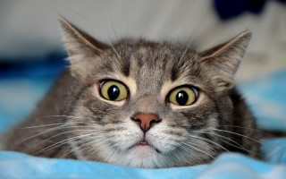 Surprised black cat blue eyes - a blue blanket free wallpaper