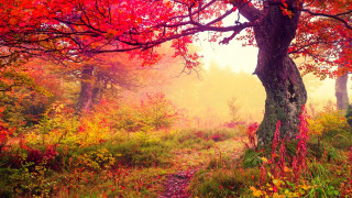 Forest path autumn leaves campfire - the fall season free wallpaper for desktop