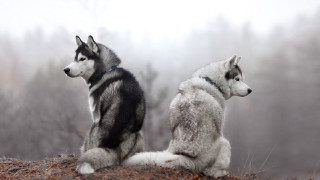 Two dogs hill fog trees - the air behind them free wallpaper