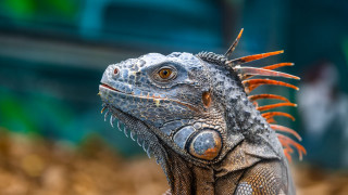 Lizard spikes long neck blurry - its head and neck free wallpaper