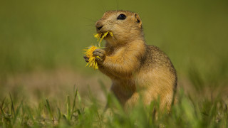 Small rodent eating flower field - a blurry background of grass free wallpaper