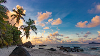 Beach palm trees rocks sunset - the shore free wallpaper