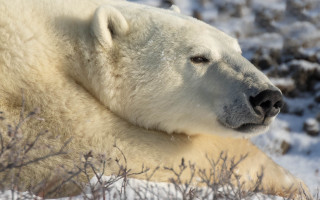 Polar bear snow ecological art 2 - wild free wallpaper for desktop