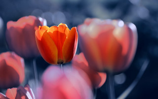 Orange flower macro blurry background 3 - field free wallpaper